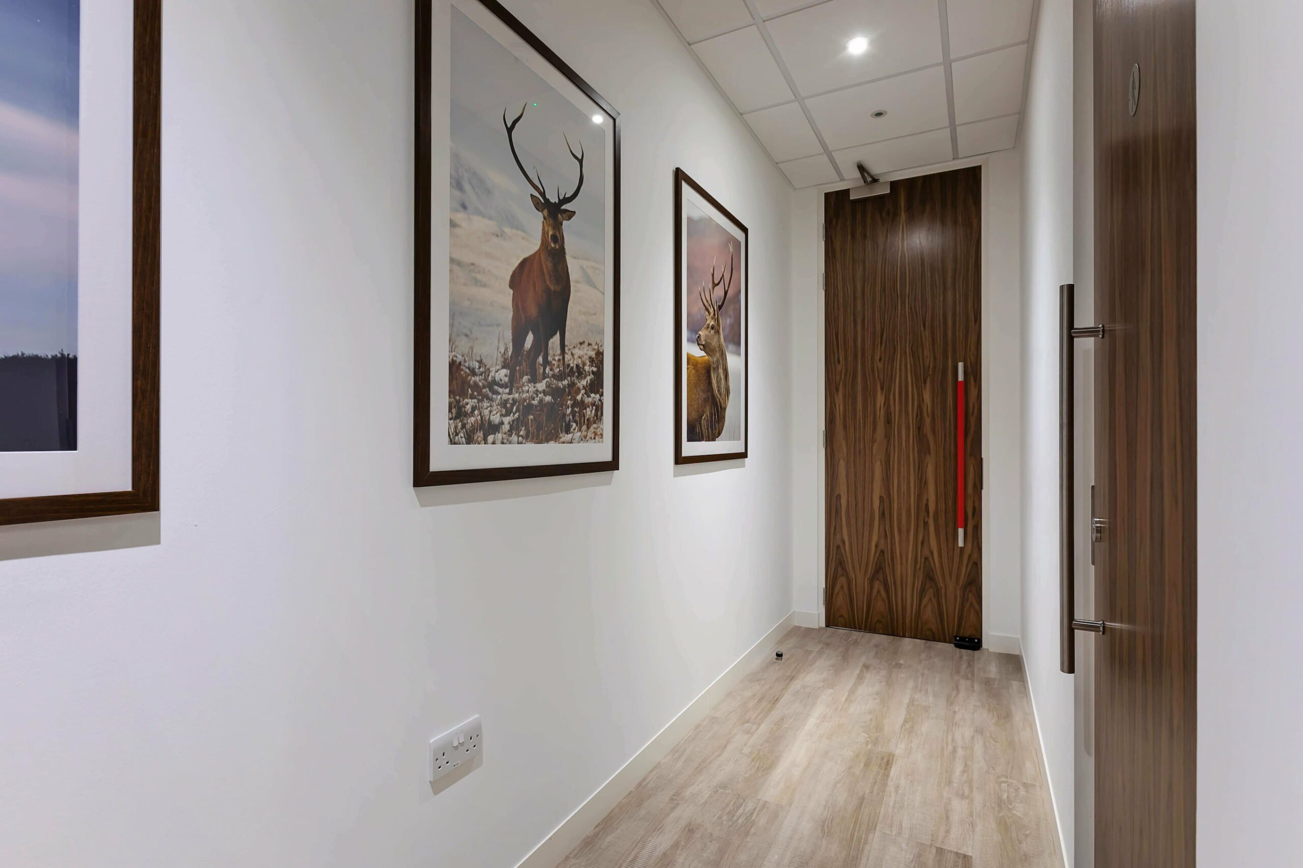 A bright hallway with two doors and deer paintings on the walls.